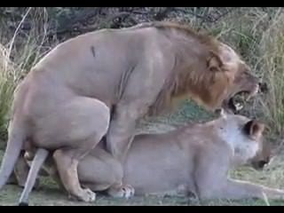 Women Sex With Lion - Lion sex - wonporn.com